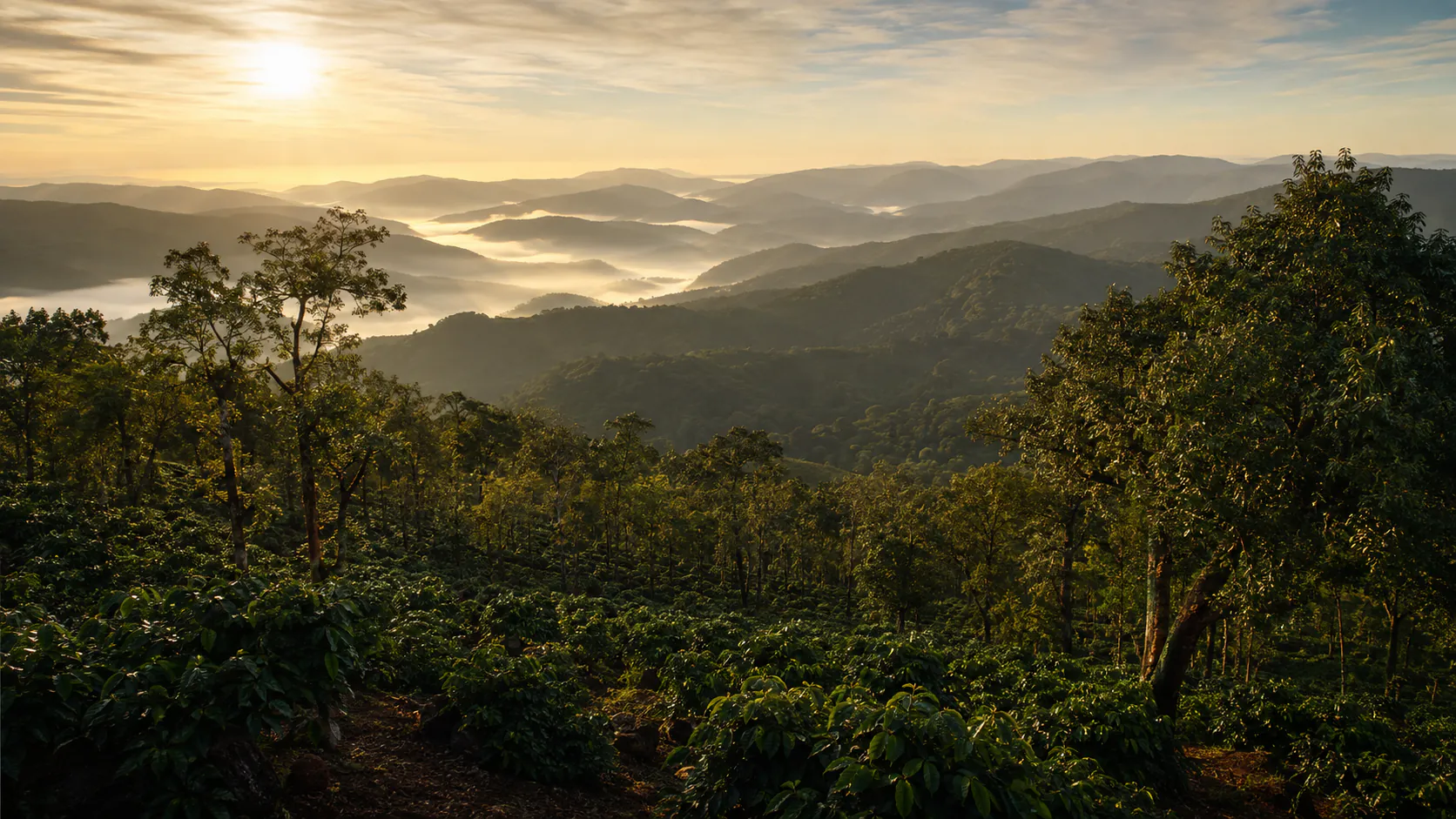 Coffee estate in Sakleshpur